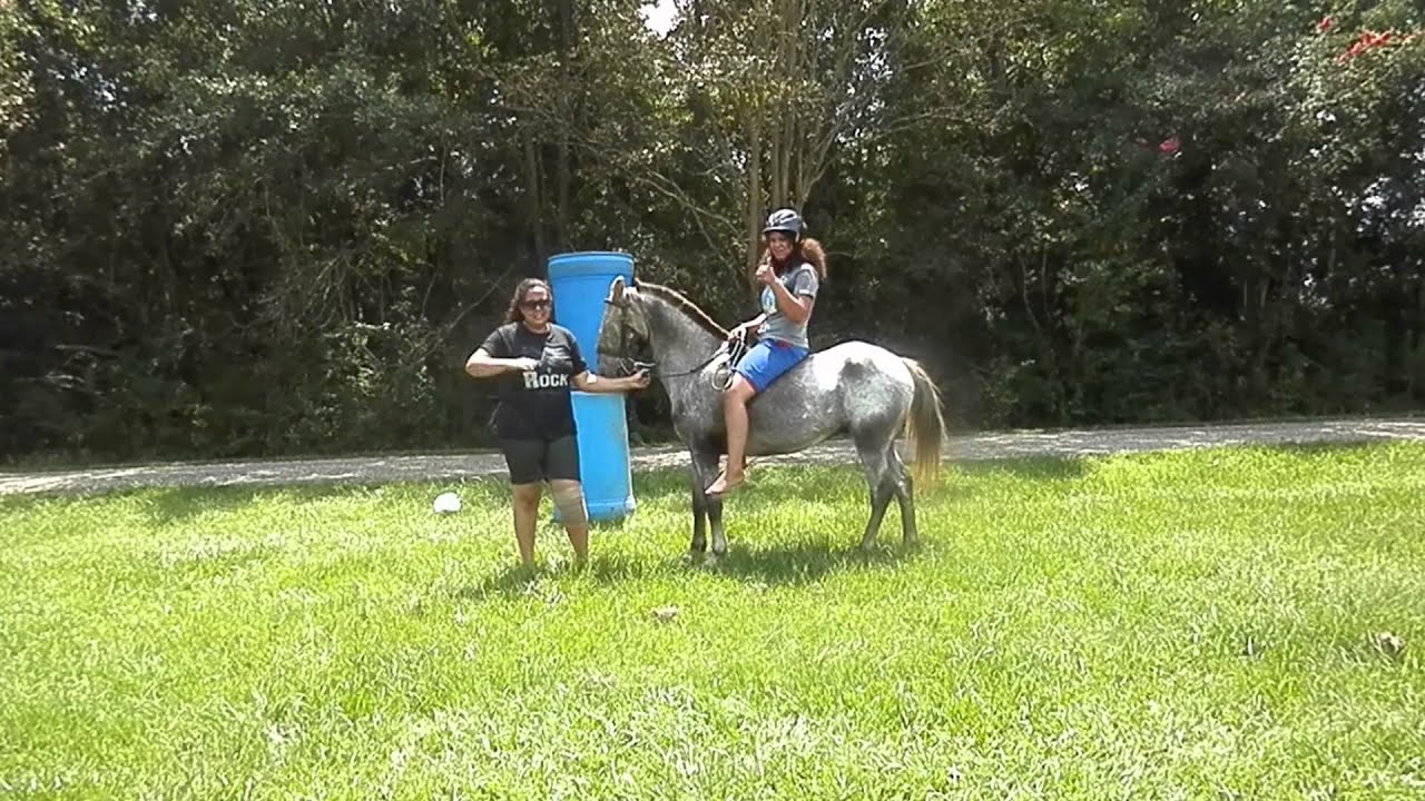 Ice Bucket Challenge horse style. YouTube