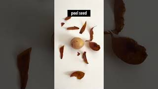 ? HOW TO GROW AN AVOCADO PLANT FROM SEED: Bag Sprouting Method (eco-friendly) ? avocado