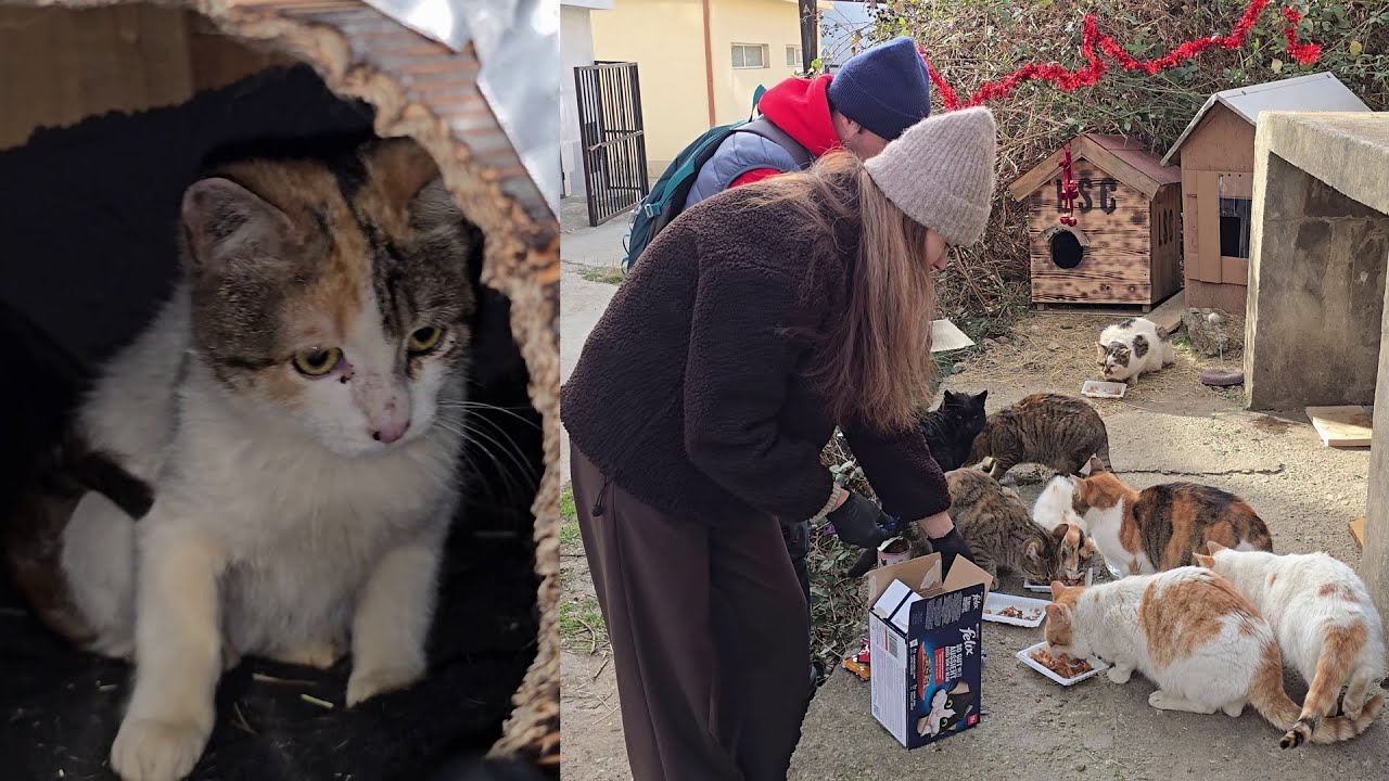 Severe Frosts Have Arrived ❄️ Saving a Colony of Stray Cats from Hunger and Cold | Winter Cat Rescue