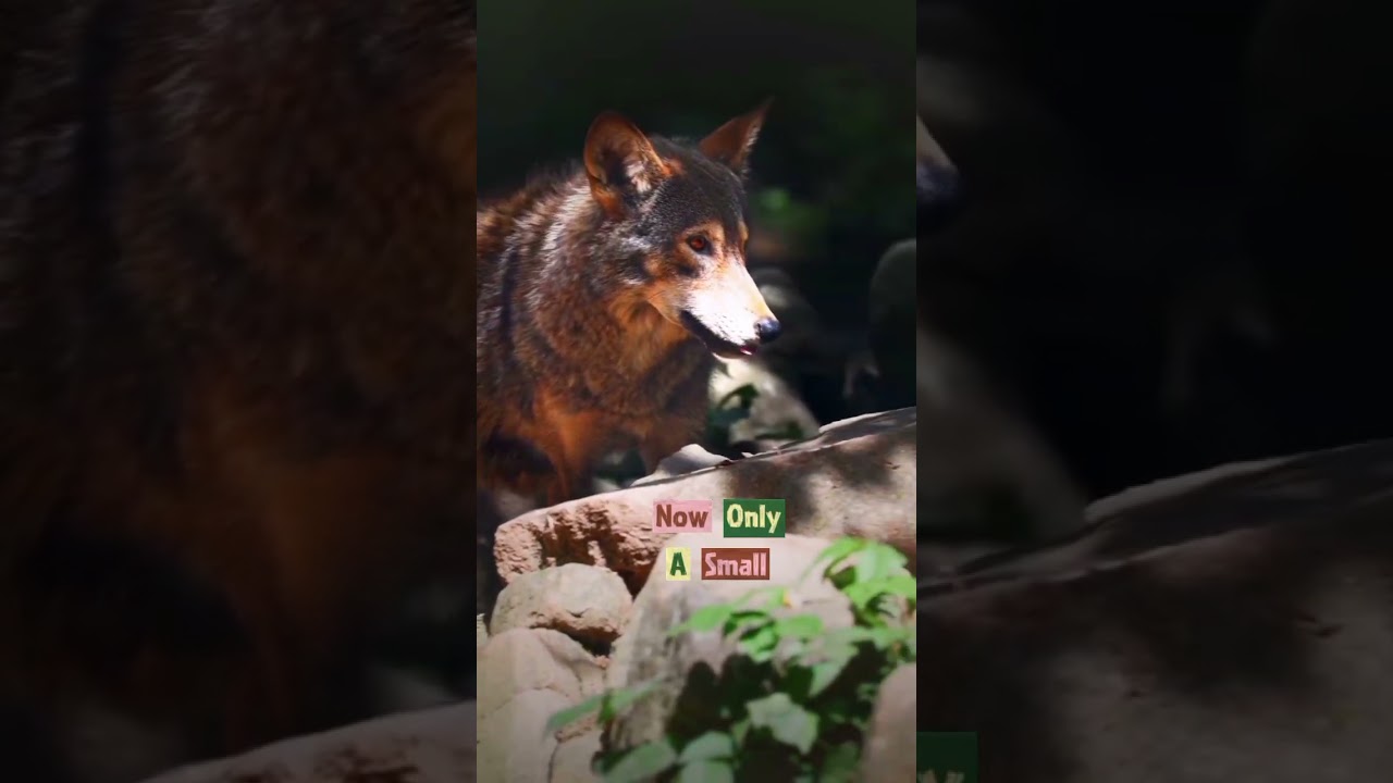 This Wolf Almost Disappeared Forever 🐺💔 #shorts #yt #wildlife #facts #wolf