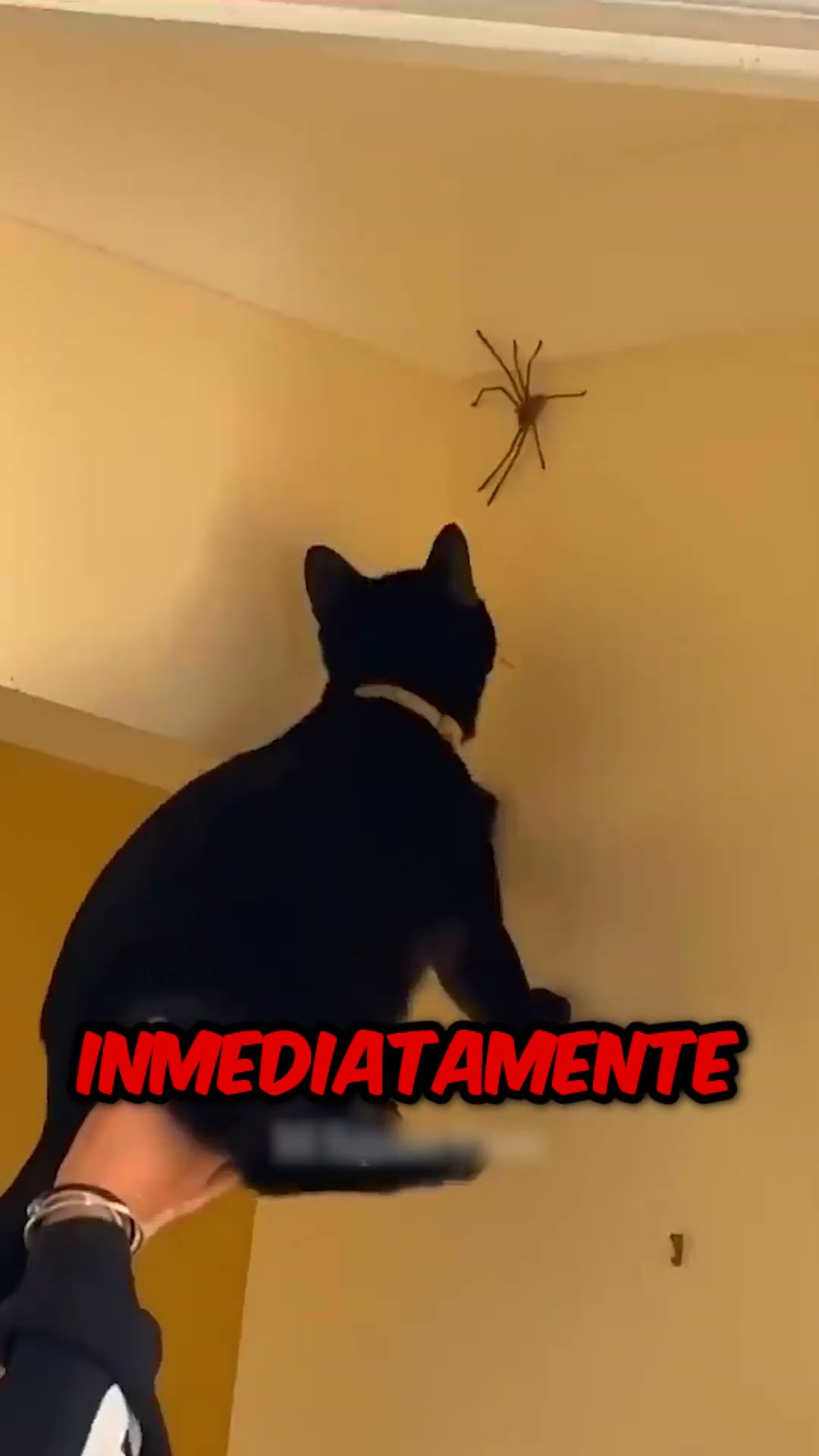 Aquí está la razón por la que nunca deberías aplastar una araña ?