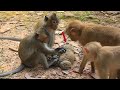 So funny monkeys catch big frog || Monkey vs Frog