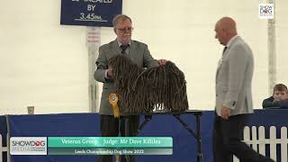 Leeds Championship Dog Show 2022 Pastoral Veteran Group by ShowdogMedia 29 views 1 year ago 8 minutes, 24 seconds