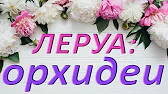 Орхидеи,узамба́рские фиалки,Самара🌺