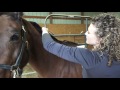 How to Do a Running Mane Braid and Tail Braid on Your Arabian Horse