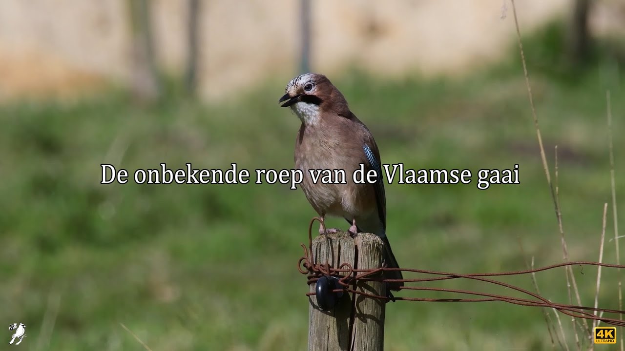 De onbekende roep van de Vlaamse gaai - YouTube