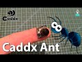 Gambar Caddx ANT 1200TVL Global WDR with OSD 2g Ultra Light Nano FPV Camera dari TokoHELI Jakarta Utara 7 Tokopedia