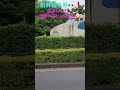 新幹線0系 Shorts 新幹線 Ymo 新幹線0系 Shorts 新幹線 Ymo