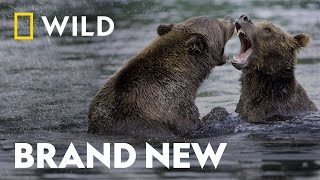 The Survival of Wild Predators | Wild Predators | National Geographic WILD UK