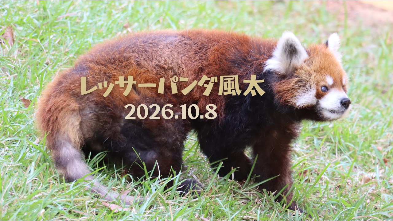 レッサーパンダ風太 2026.10.8 Red Panda Futa at Chiba Zoological