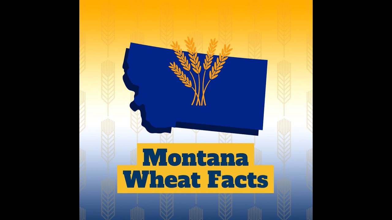 Montana Wheat Facts YouTube