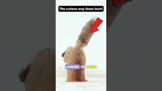 How Arctic Foxes Perfectly Hunt Under Snow