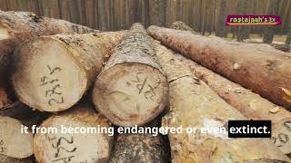 Famous The Ebony Tree: Nature's Black Jewel Profile