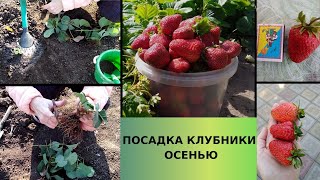 Посадка клубники осенью. Сорт Лорд.