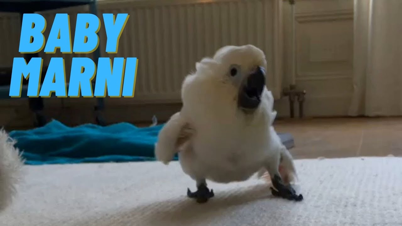Baby umbrella cockatoo makes the cutest sounds and jumps 🐣 YouTube