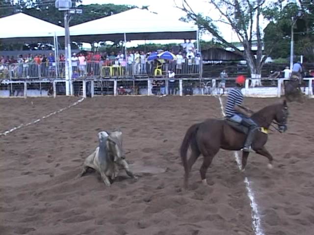 Cavalo pulador curraleiro 