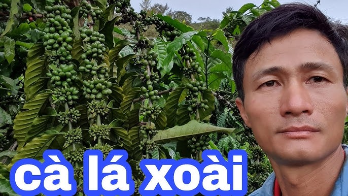 6. Những Quán Cà Phê Nổi Tiếng Với Món Cà Phê Xoài