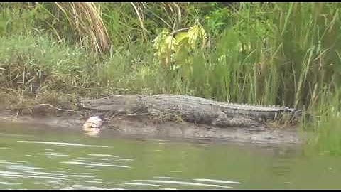 Penampakan buaya di Aliran Sungai Batang Anai, Muaro Katapiang, Padang Pariaman.
