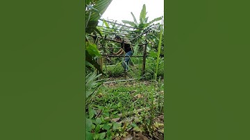 Điều nhỏ bé ở quê làm tui nhớ hoài! My Favorite Thing in the Countryside Will Surprise You