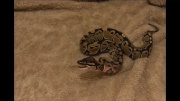 Ball Python Striking Rat