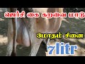ஜெர்சி கை கறவை மாடுகள் விற்பனைக்கு 3மாதம் சினையுன், 7லிட்டர் கறவை திறன் மாடு விற்பனை #Jersey #cattle