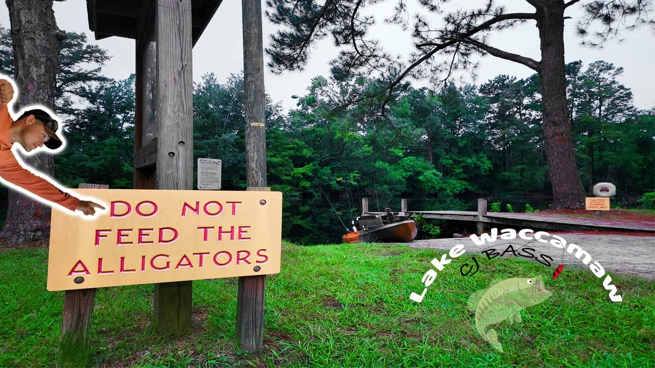 Bass Fishing Lake Waccamaw AGAIN! YouTube