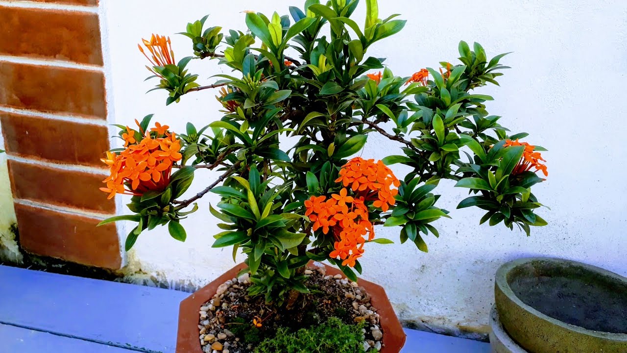 MINI IXORA como está a evolução dessa belezinha - thptnganamst.edu.vn