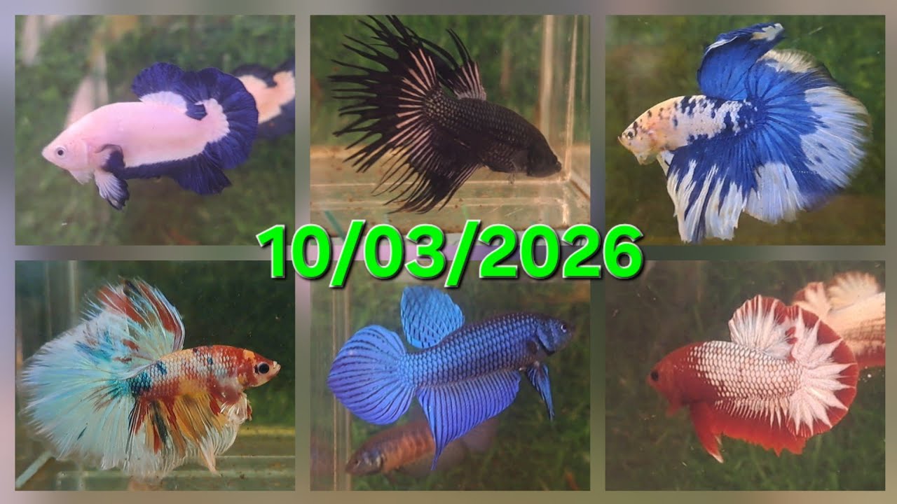 10/03/2026, BETTA GIÁ RẺ: HALFMOON, DUMBO, SAMURAI, NEMO, HOANG DÃ, MARBLE DOT, RED FANCY COPPER