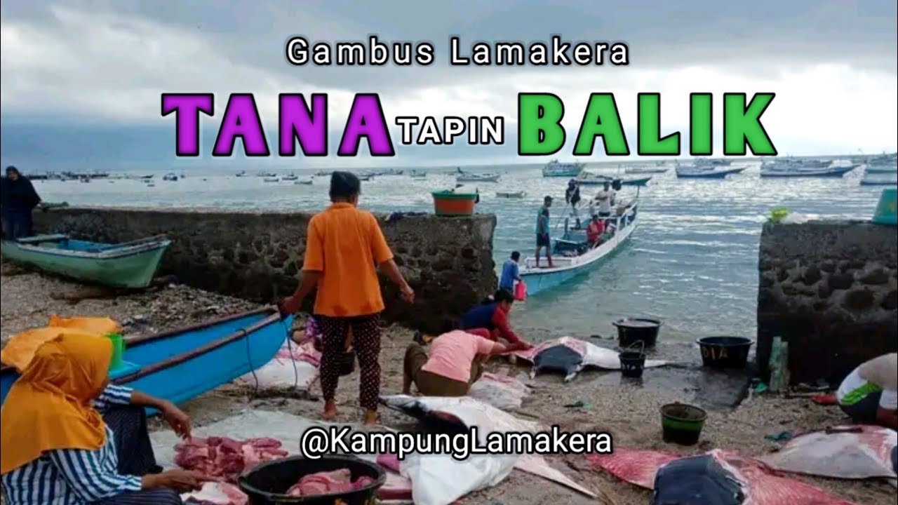 Gambus Lamakera Tana Tapin Balik