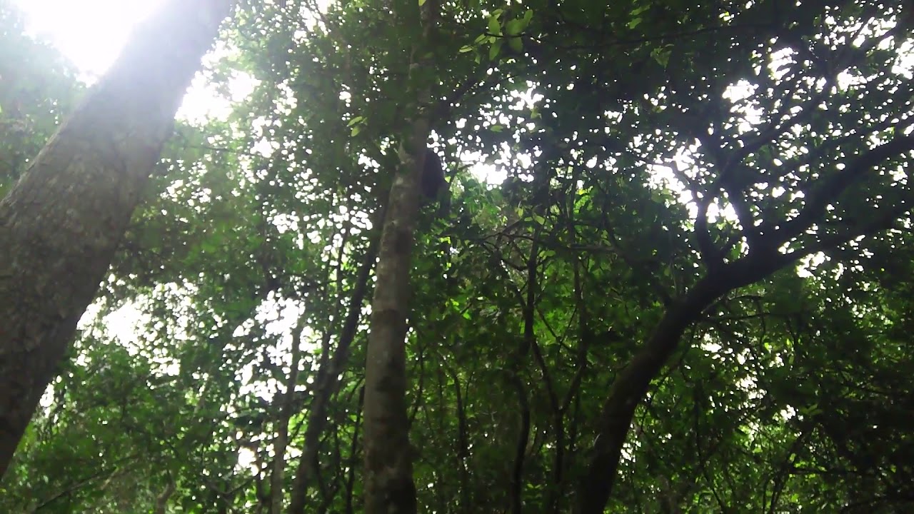 Wild Chimpanzee Coming Down The Tree With Screaming - Kibale Forest - Uganda