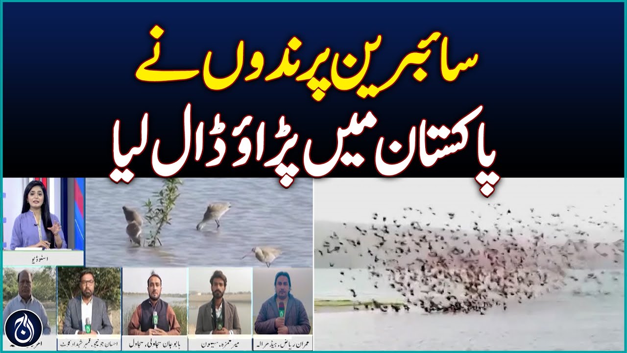 Siberian birds camp in Pakistan - Aaj News - YouTube