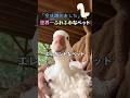 「空は諦めました」世界一ふわふわなペット #ほっこりショート #動物 #ガチョウ #雑学