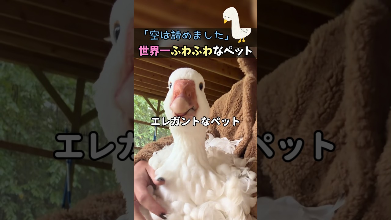 「空は諦めました」世界一ふわふわなペット #ほっこりショート #動物 #ガチョウ #雑学