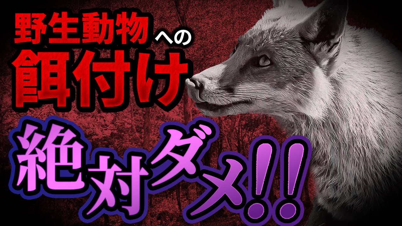野生動物への餌付けを絶対にやってはいけない理由10選【環境問題】【エサやり】【野良猫】【野鳥】【迷惑行為】
