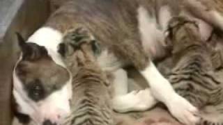 Incredible scene, dog feeding baby tigers