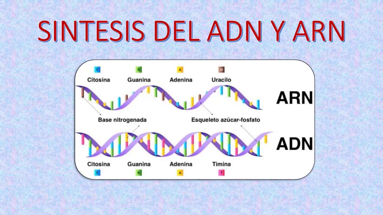 Sintesis De Adn Y Arn Youtube