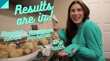 Incubation Method Competition: Dry hatch vs. Shoelace Incubation vs. Standard incubation