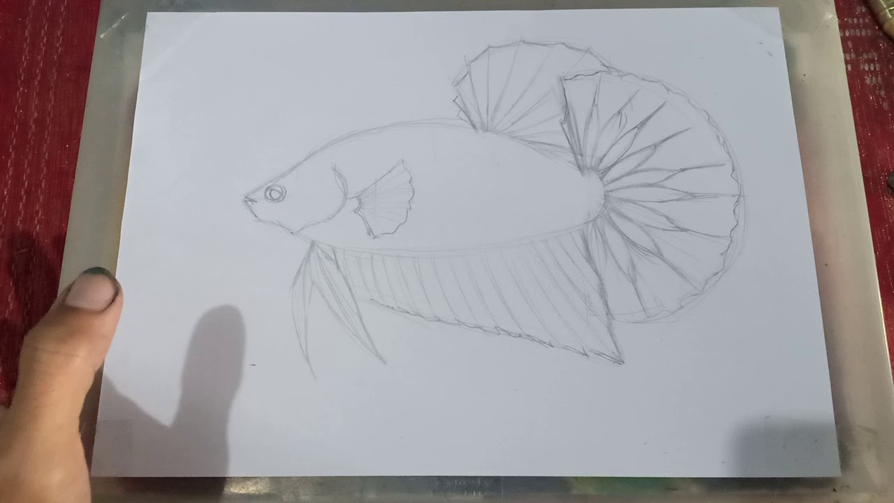 Cara menggambar & mewarnai ikan cupang untuk pemula teknik crayon - YouTube