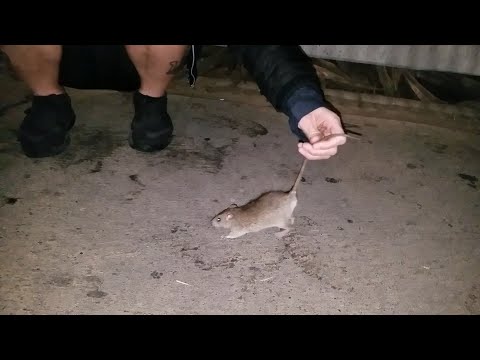 Redneck Girl Catches Rats with BARE HANDS