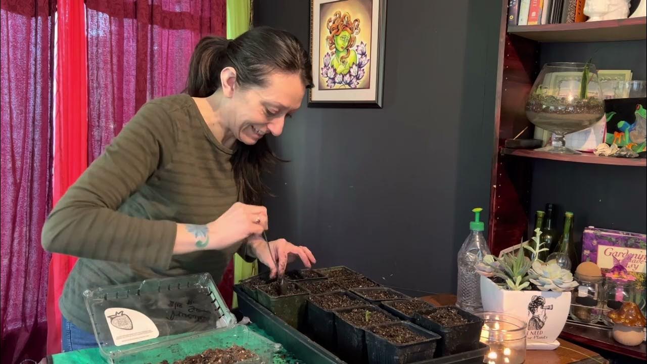 Potting up Ranunculus (Buttercup flowers) in 4” containers to grow