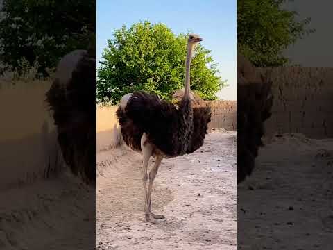 تصویری: در مورد دلایل شکست در جنگ روسیه و ژاپن