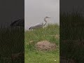 Graureiher #vogel #bird #grayheron #graureiher #wasser #teich #wildlife #shorts #nature