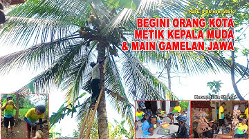 BEGINI KALAU ORANG KOTA METIK KELAPA MUDA & MAIN GAMELAN. @KuswandiRia03