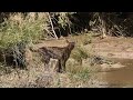 UN LINCE QUE PARECE CÓRVIDO LLAMANDO A LA MADRE