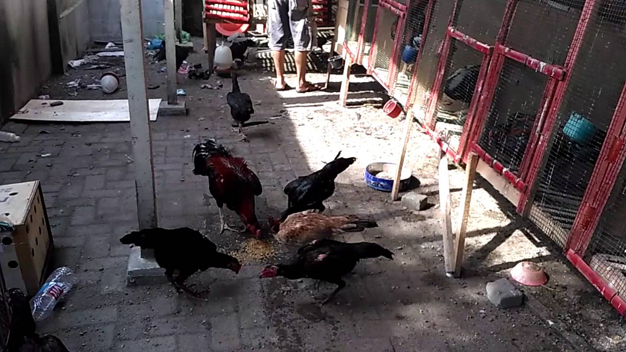 Hasil gambar untuk AYAM BANGKONG DENGAN MAGGOT