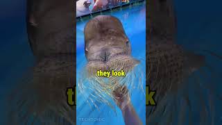 NEVER Touch This Animal... Here’s Why