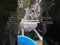 #домашнийприютмилосердие Всегда необходима помощь 🙏🏼+79278920802