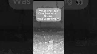 Surprising Night Visitors in My Sicilian Garden 🦉🦔