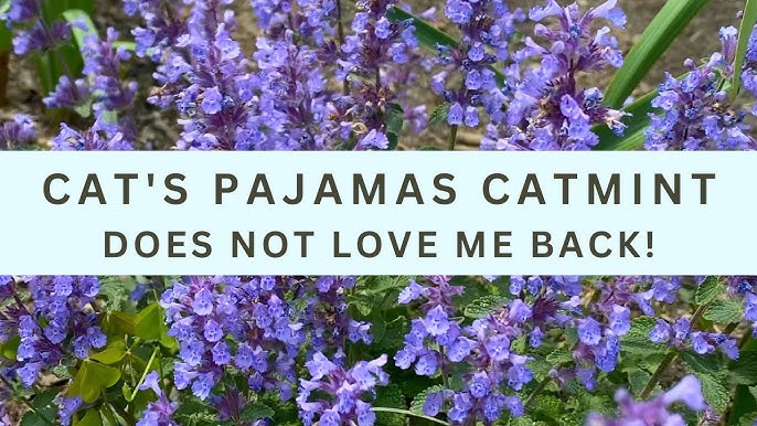 PROVEN WINNERS 0.65 Gal. Cat's Pajamas Catmint (Nepeta) Live Plant