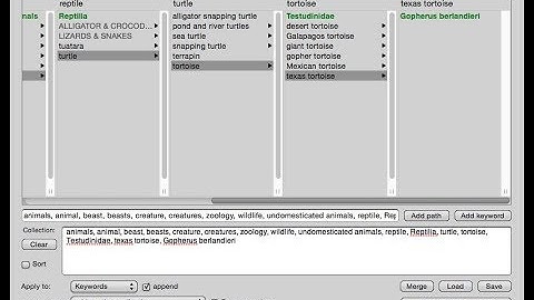 Keywording in Photo Mechanic Part 2 (Hierarchical Keywording)
